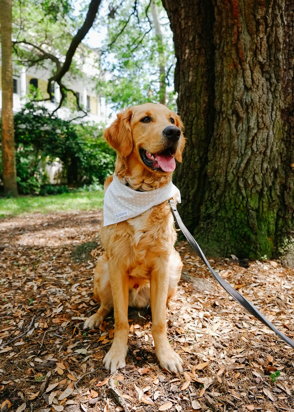Dog_Bandana_Grey_Polka_Dot_SUNDAYS-7623.jpg