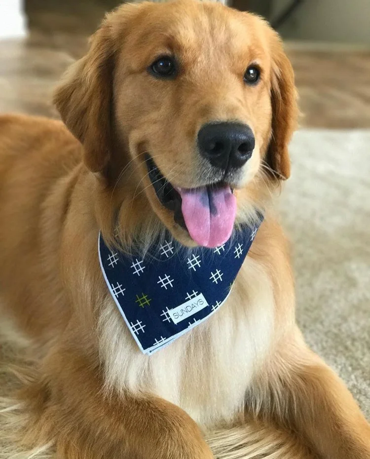 Dog_Bandana_Navy_Hashtag_Print_SUNDAYS_Golden_Retriever_Simba.jpg
