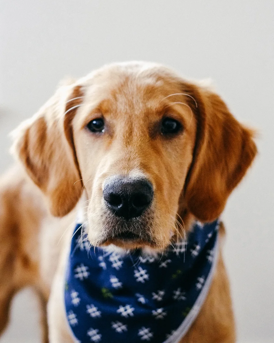 Dog_Bandana_Navy_Hashtag_Print_SUNDAYS-6913.jpg