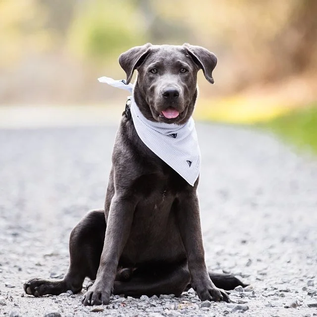 shaina_sail_away_bandana.jpg