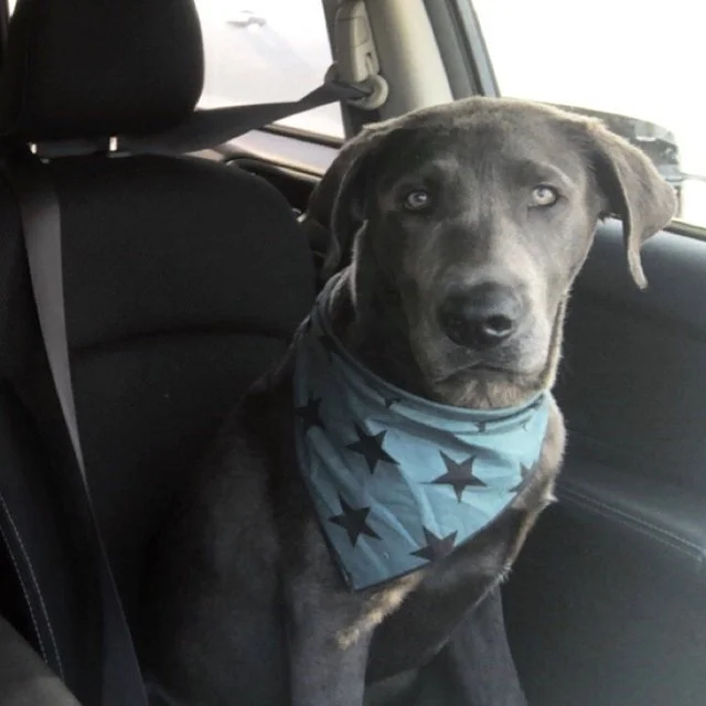 shaina_superstar_bandana.jpg