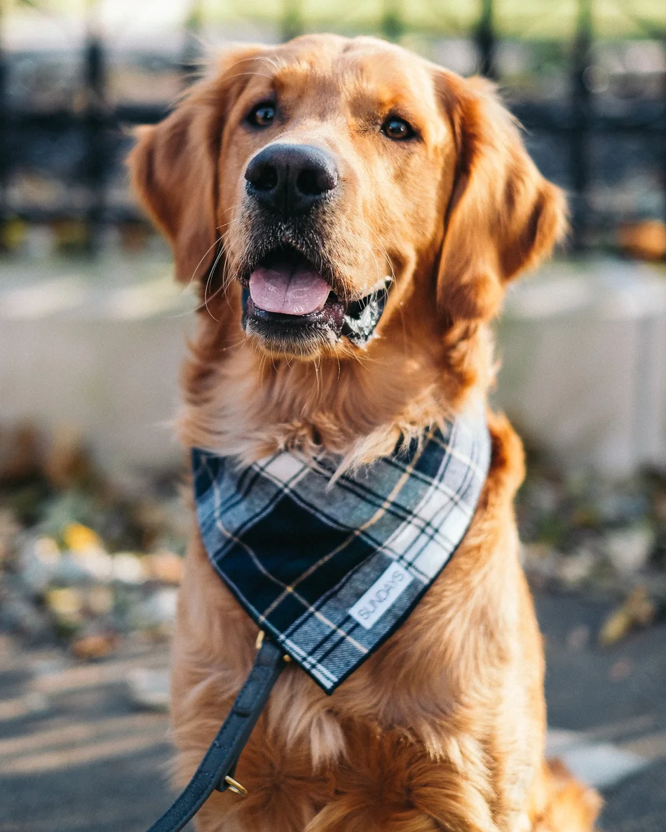 SUNDAYS Dog Bandanas Green Plaid Flannel-5182.jpg