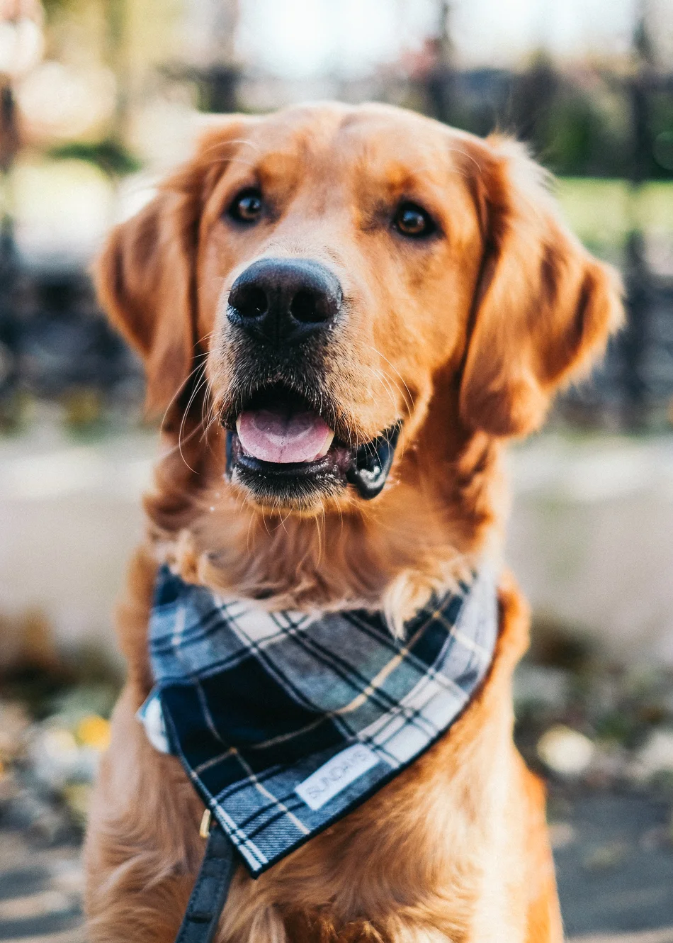 SUNDAYS Dog Bandanas Green Plaid Flannel-5204.jpg