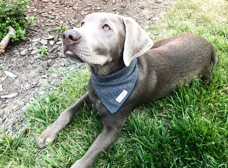 SUNDAYS_Dog_Bandana_Grey_Herringbone_Sadie_2.jpg