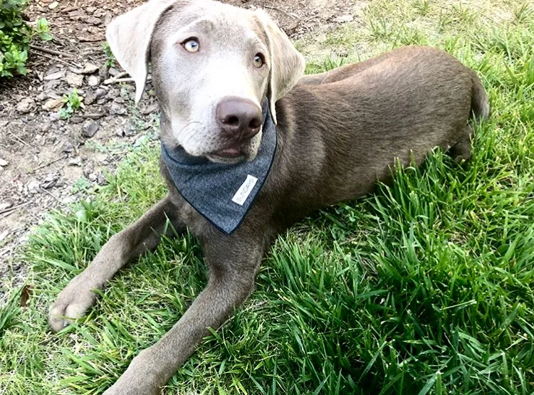 SUNDAYS_Dog_Bandana_Grey_Herringbone_Sadie.jpg