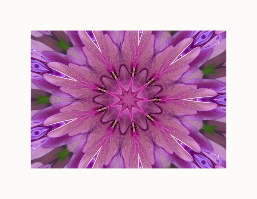 Hydrangea_kaleidoscope_wframe.jpg