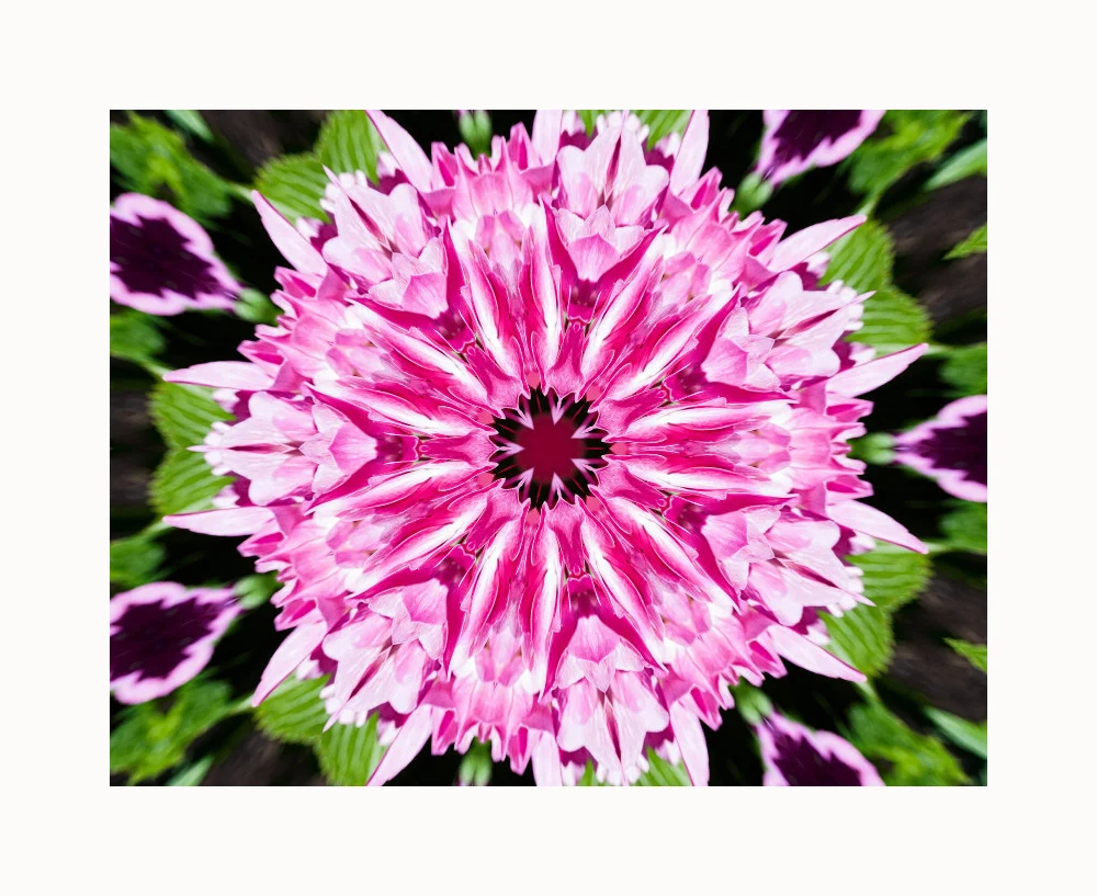 Pink_Hydrangea_Kaleidoscope_wframe.jpg