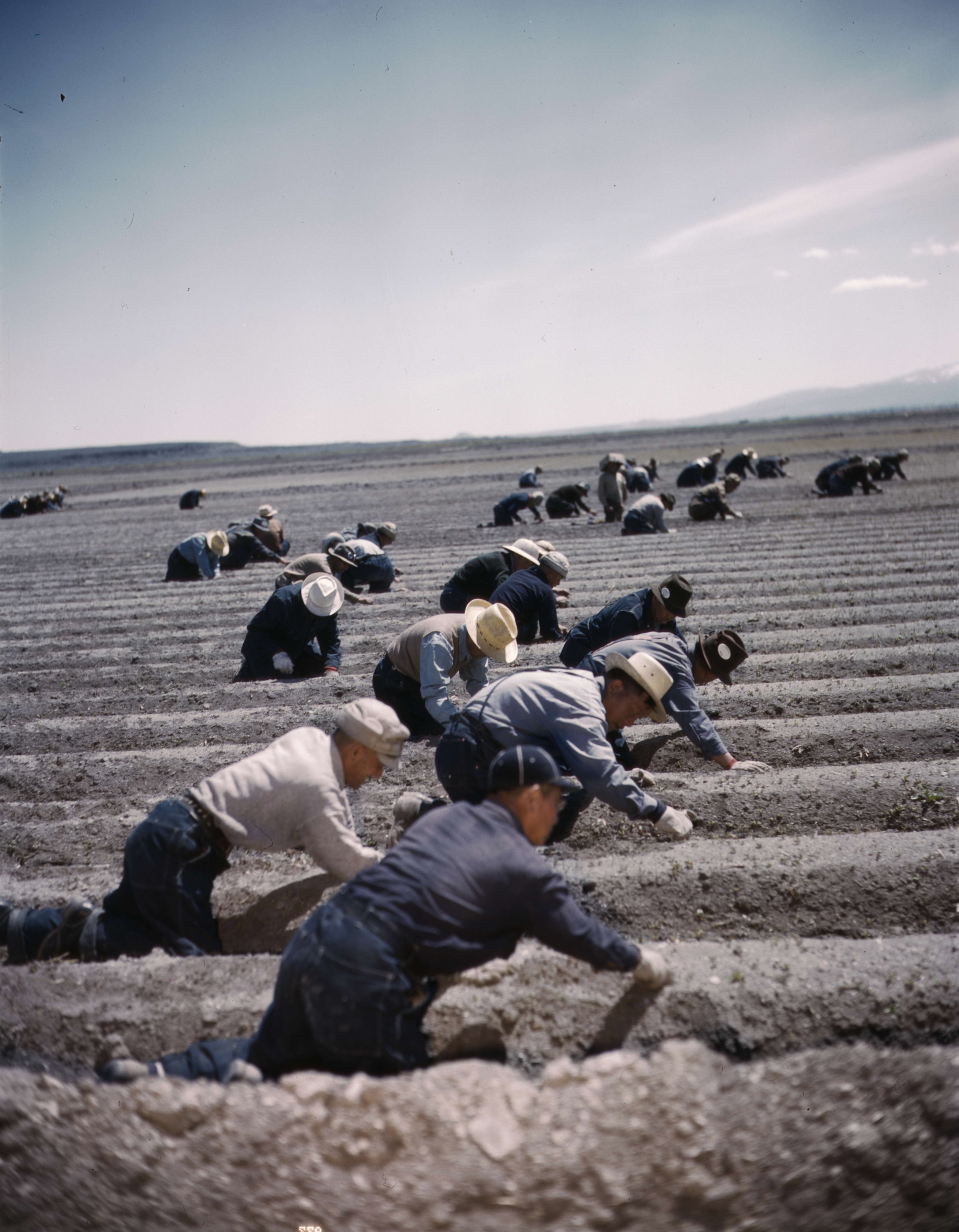  Tule Lake Segregation Center, c.1943 