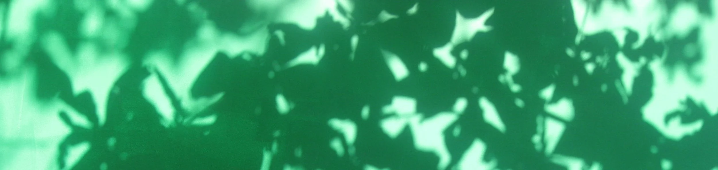 blog-header-leaves.jpg