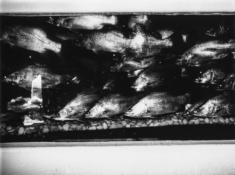 Fish.jpg