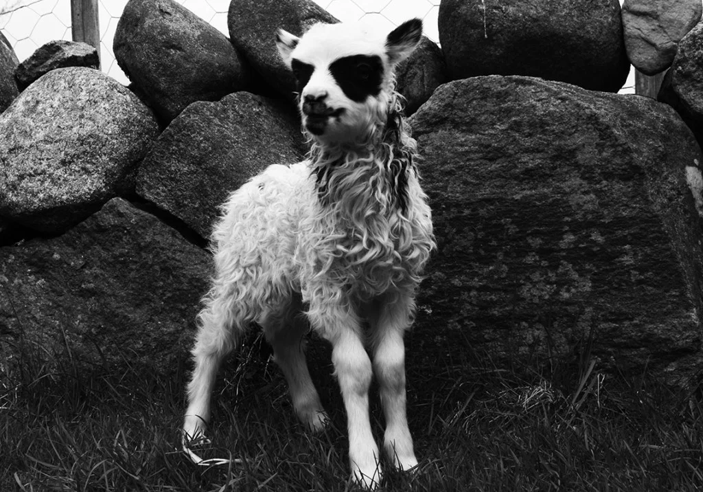 Black-Metal-Sheep.jpg