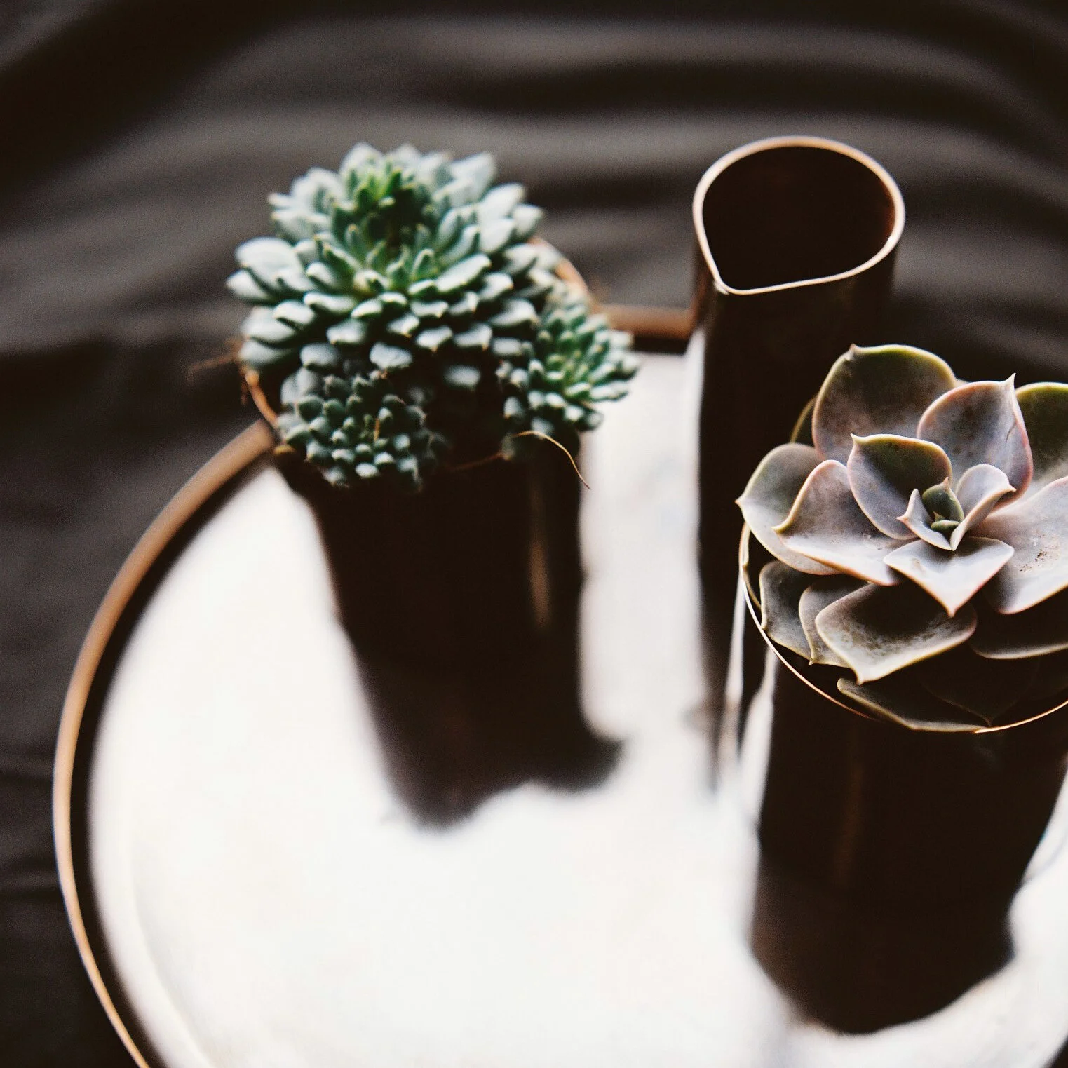johnhollingtondesign_house_plant_set.jpg