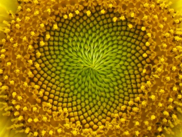 Phi in a sunflower. Photo source unknown