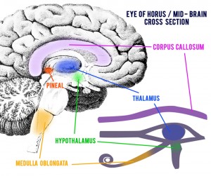 The Eye Of Horus from Ancient Egyptian glyphs is now seen as a representation of the Pineal gland of a human brain. Please do your own research on all of this, as you wish. The awareness and correlations are both stunning and obvious when you can see a bigger picture.
