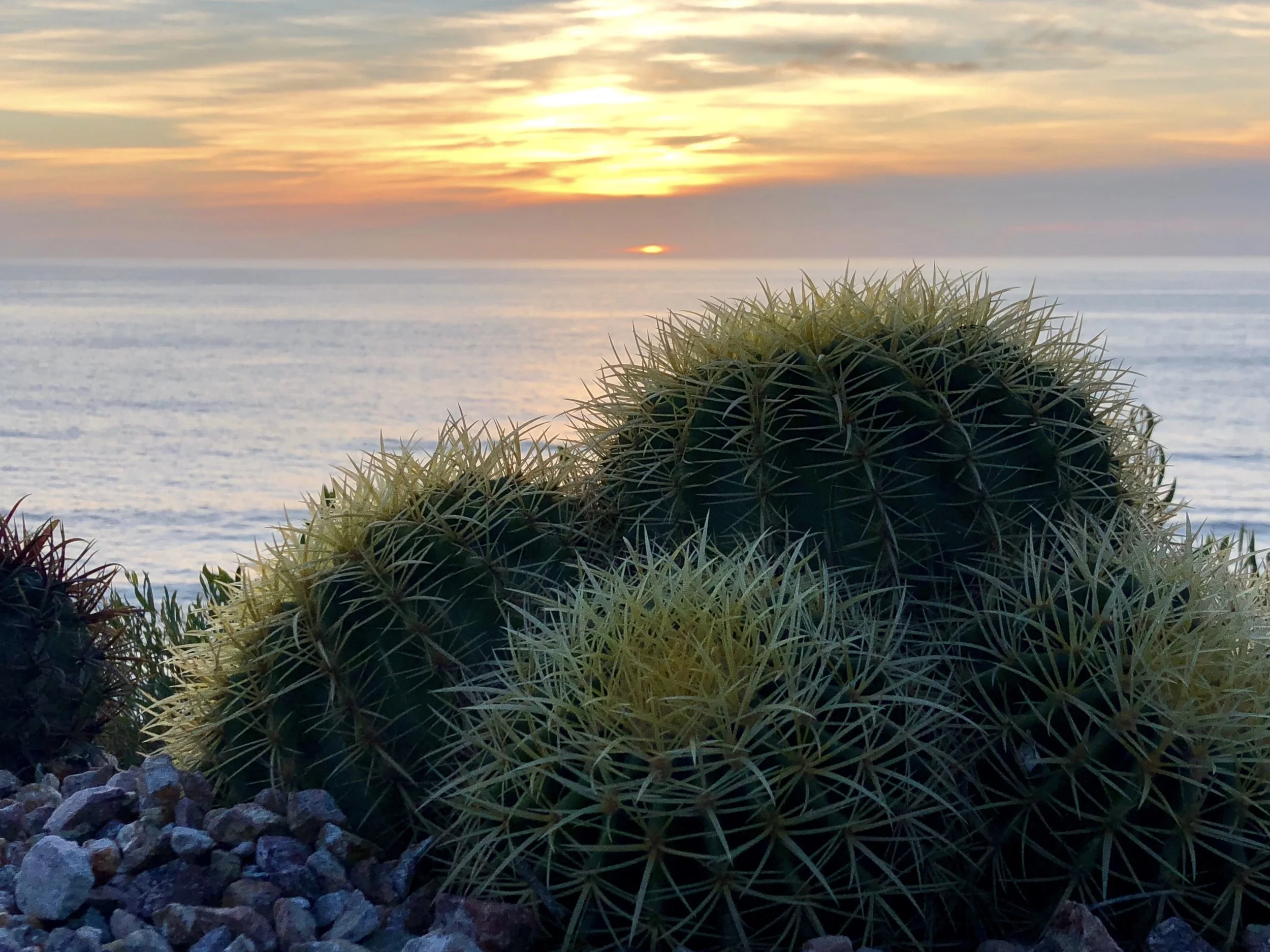 cactus sunset.jpg