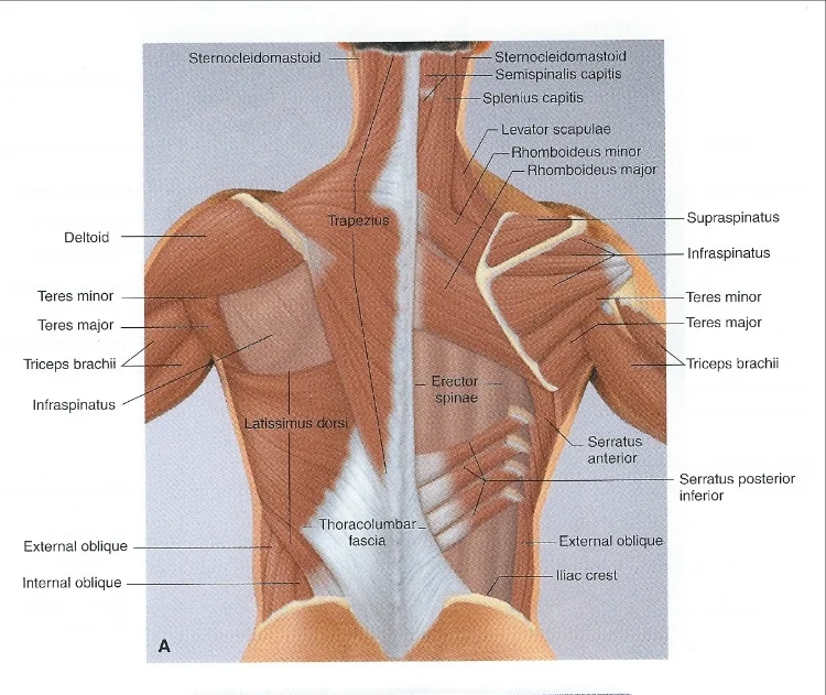 Muscles of the neck, shoulders, and trunk--posterior view (from Thompson W.R. ACSM's Resources for the Personal Trainer. Baltimore: Lippincott Williams & Wilkins; 2010).