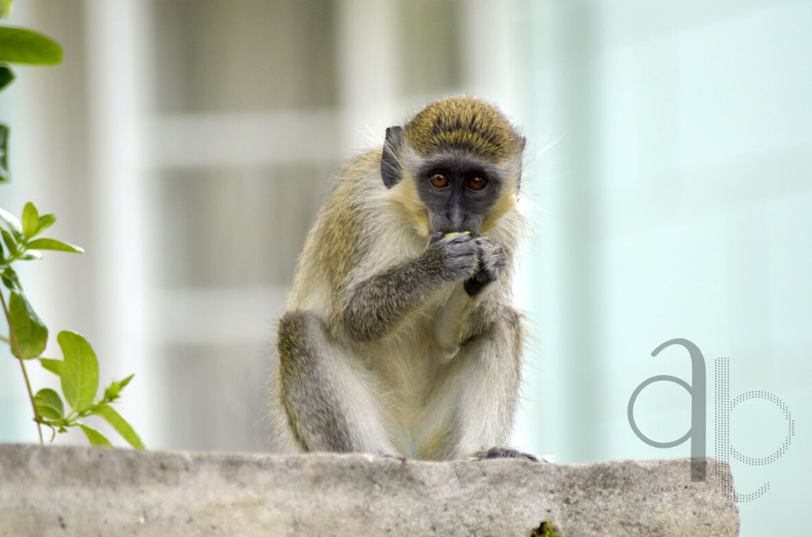 Barbados Green Monkey eating a cucumber from the garden