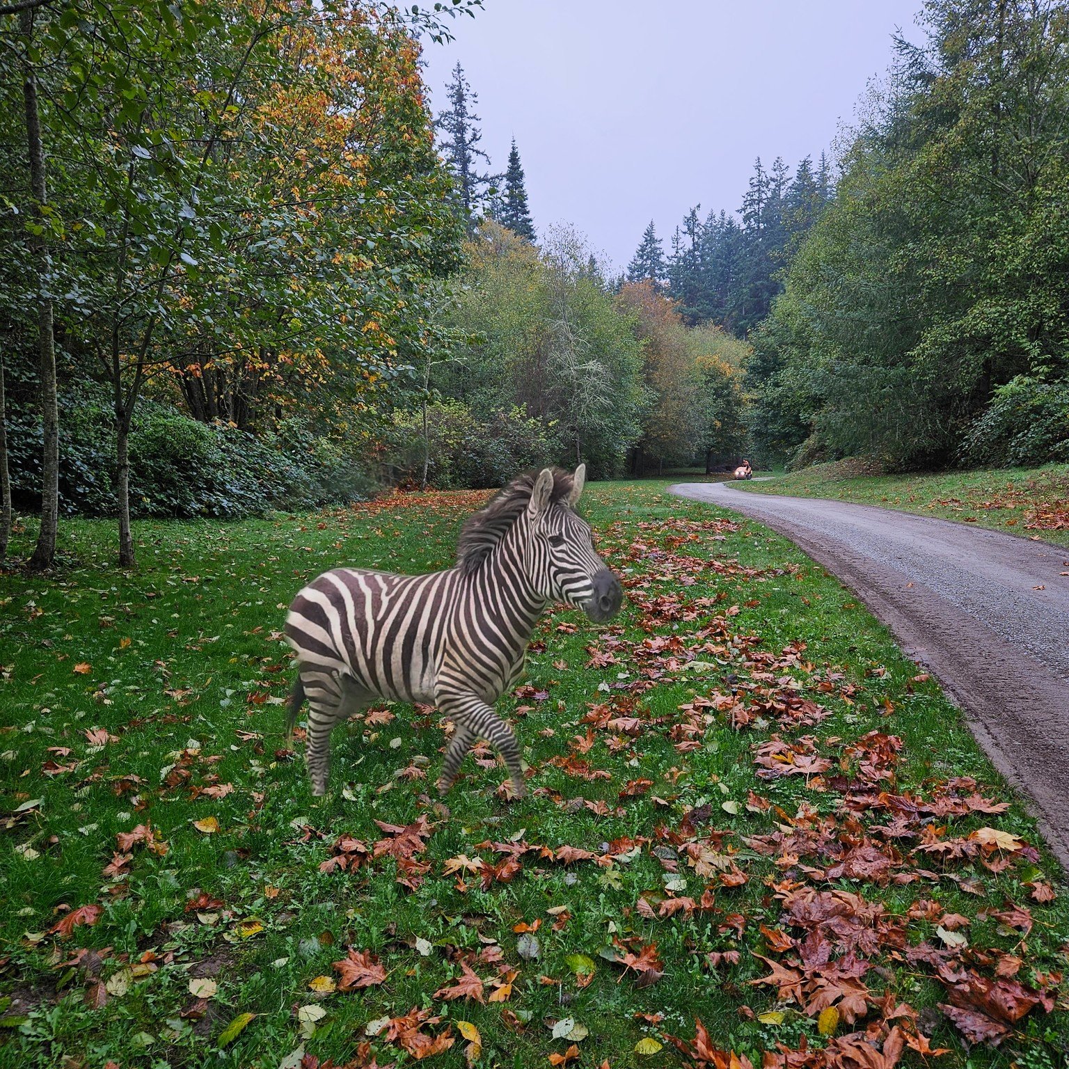 The missing Zebra may have been spotted in our parking area chasing the albino dear! 😘😂😎 #zebra #zebra