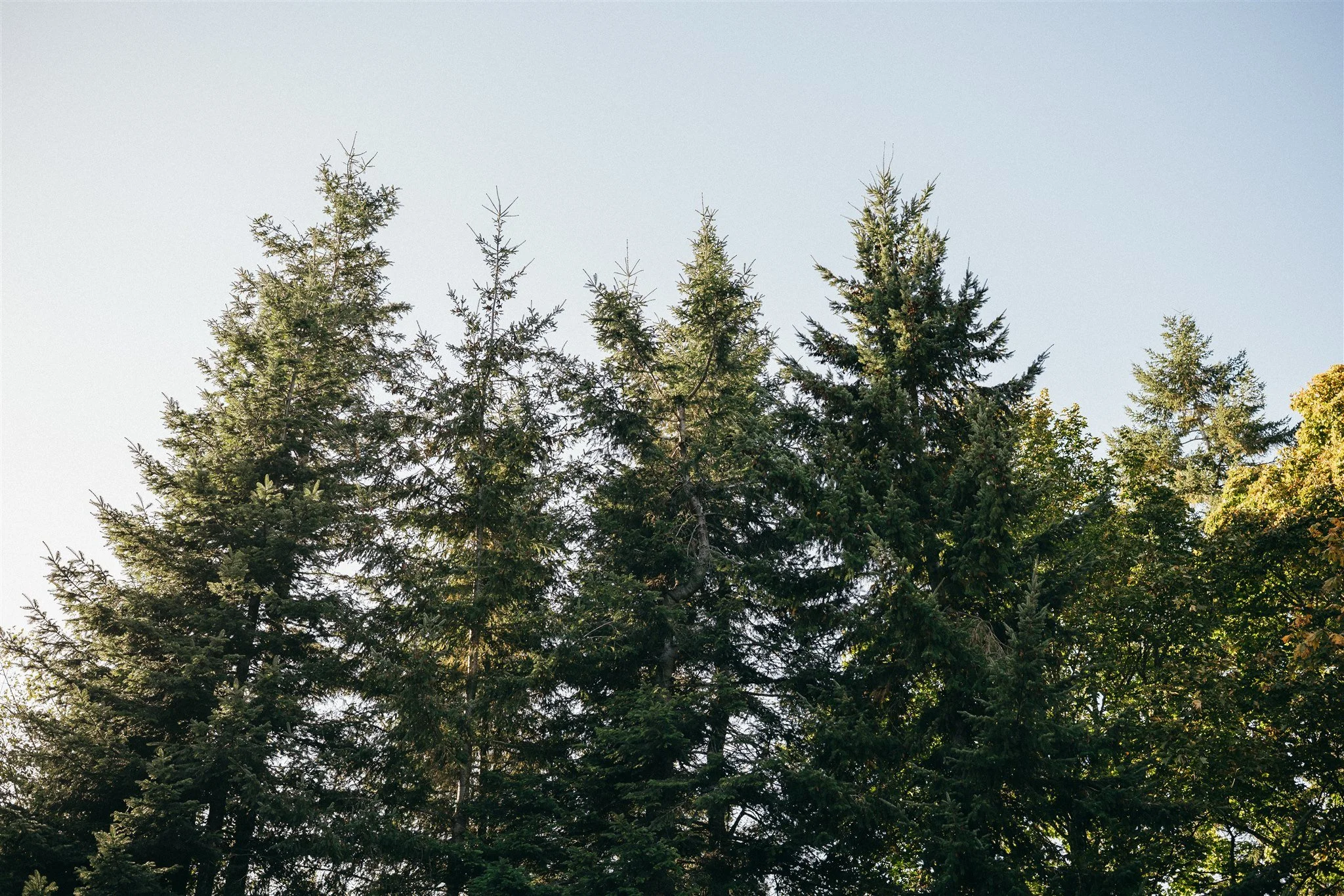 I’ll Just Do Some Research…A Wedding Horror Story You Don’t Know You’re In (Yet)