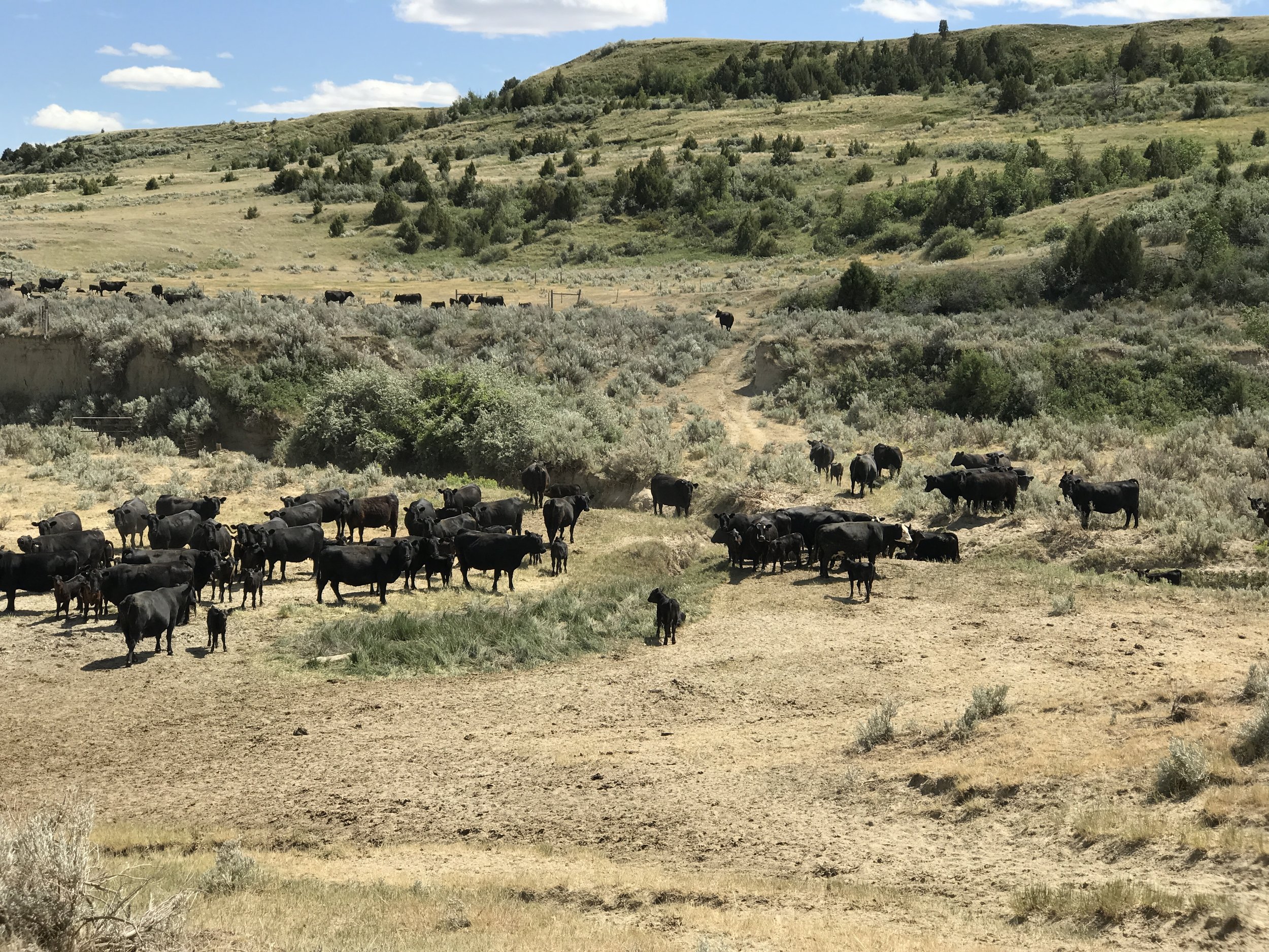 Drought is painfully evident - here, along Dantz Creek.