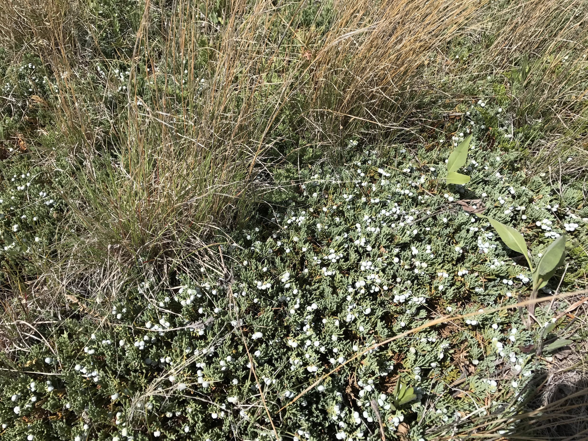 Mat-forming Juniperus horizontalis seems to be fruiting well and the aroma was heaven.