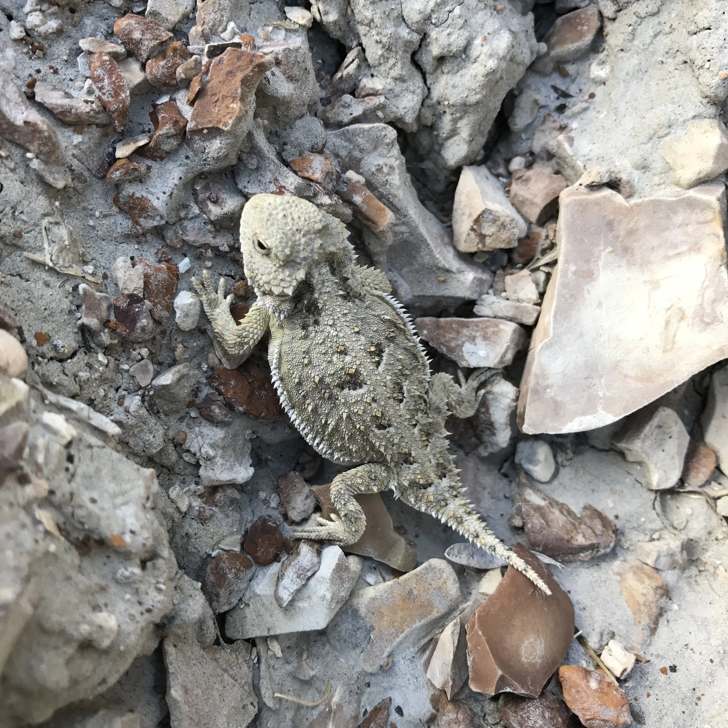 Good eyes spot a horned lizard. Photo by Greg Morgenson.