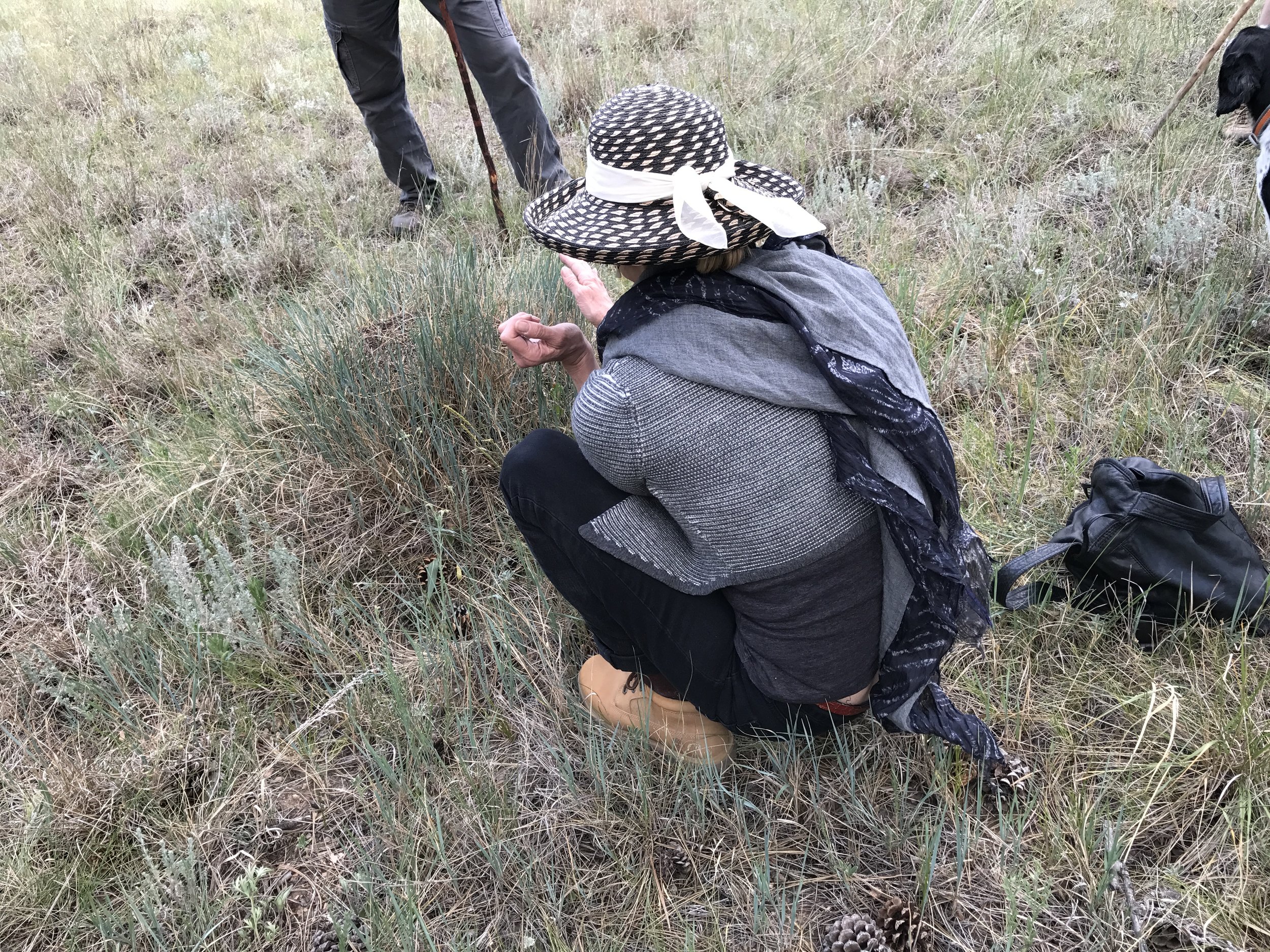Board member Laura loves watching life at an ant hill.
