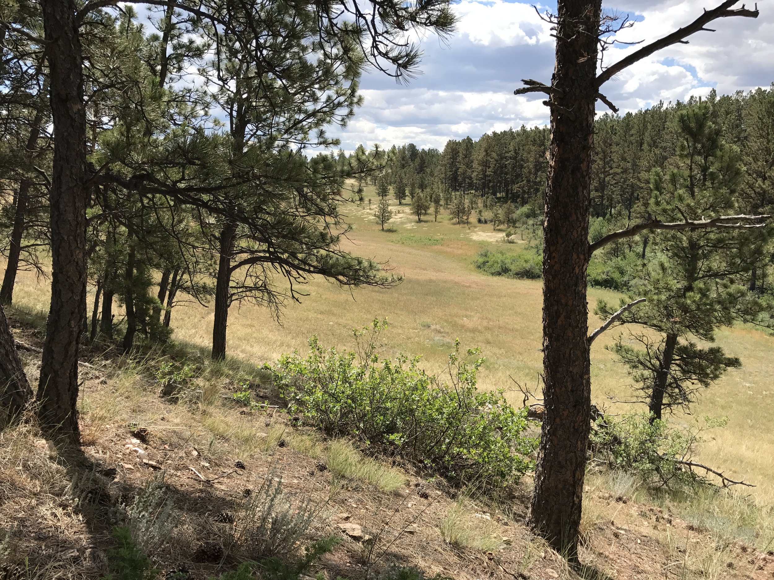 Ponderosa pine and open meadow.