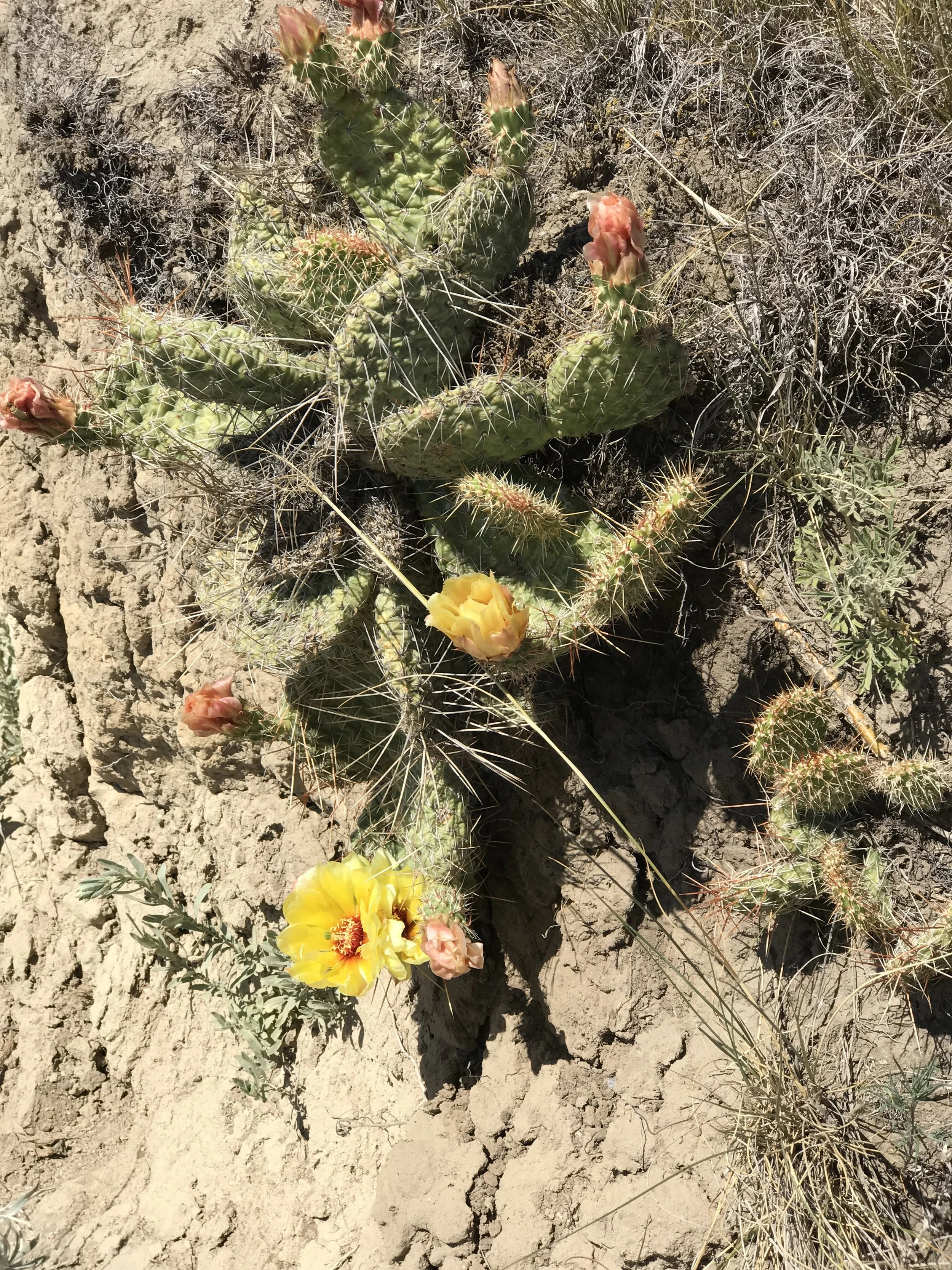 The pricklypear were voracious.
