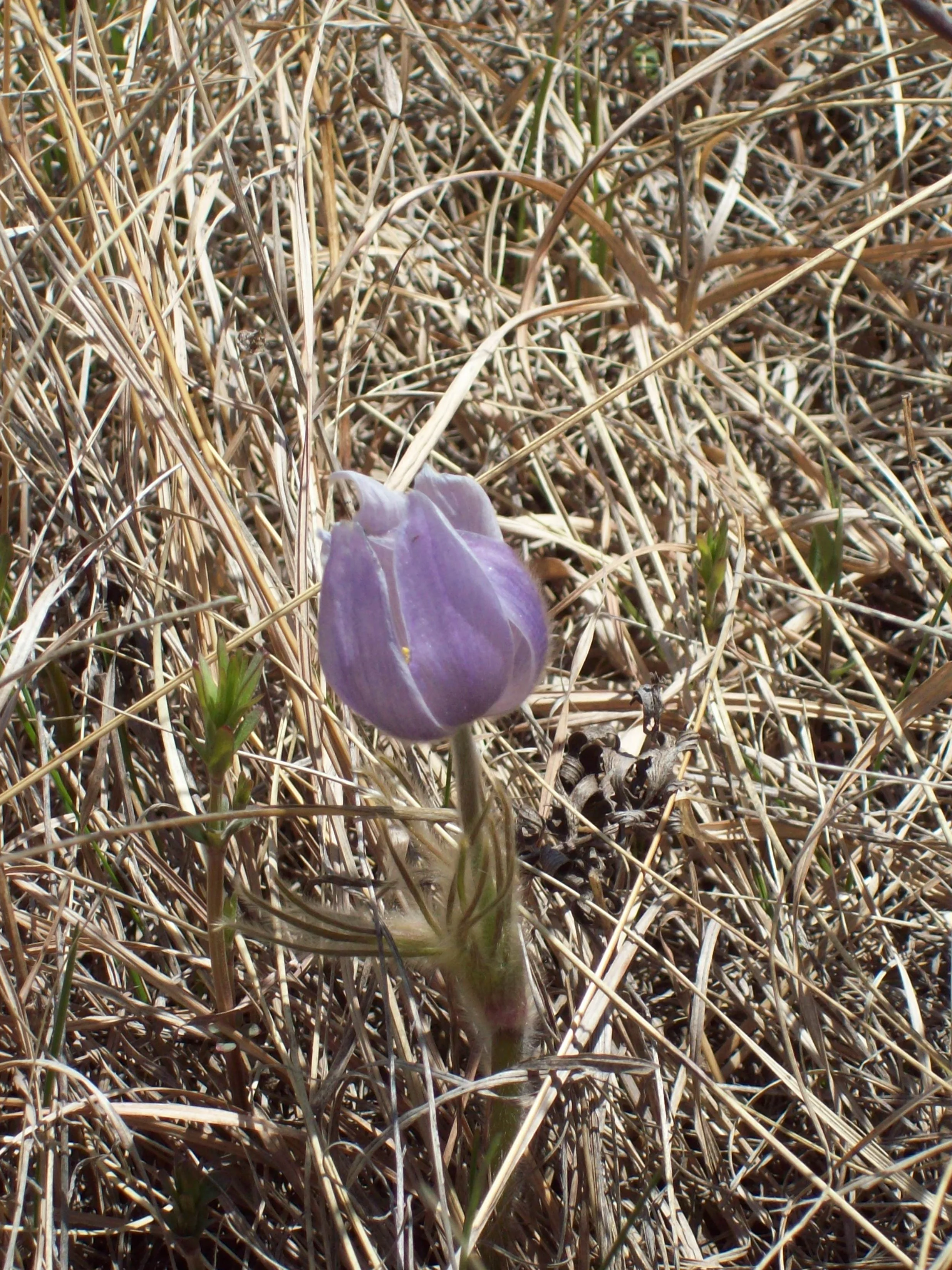 Work Day in Celebration of Earth Day