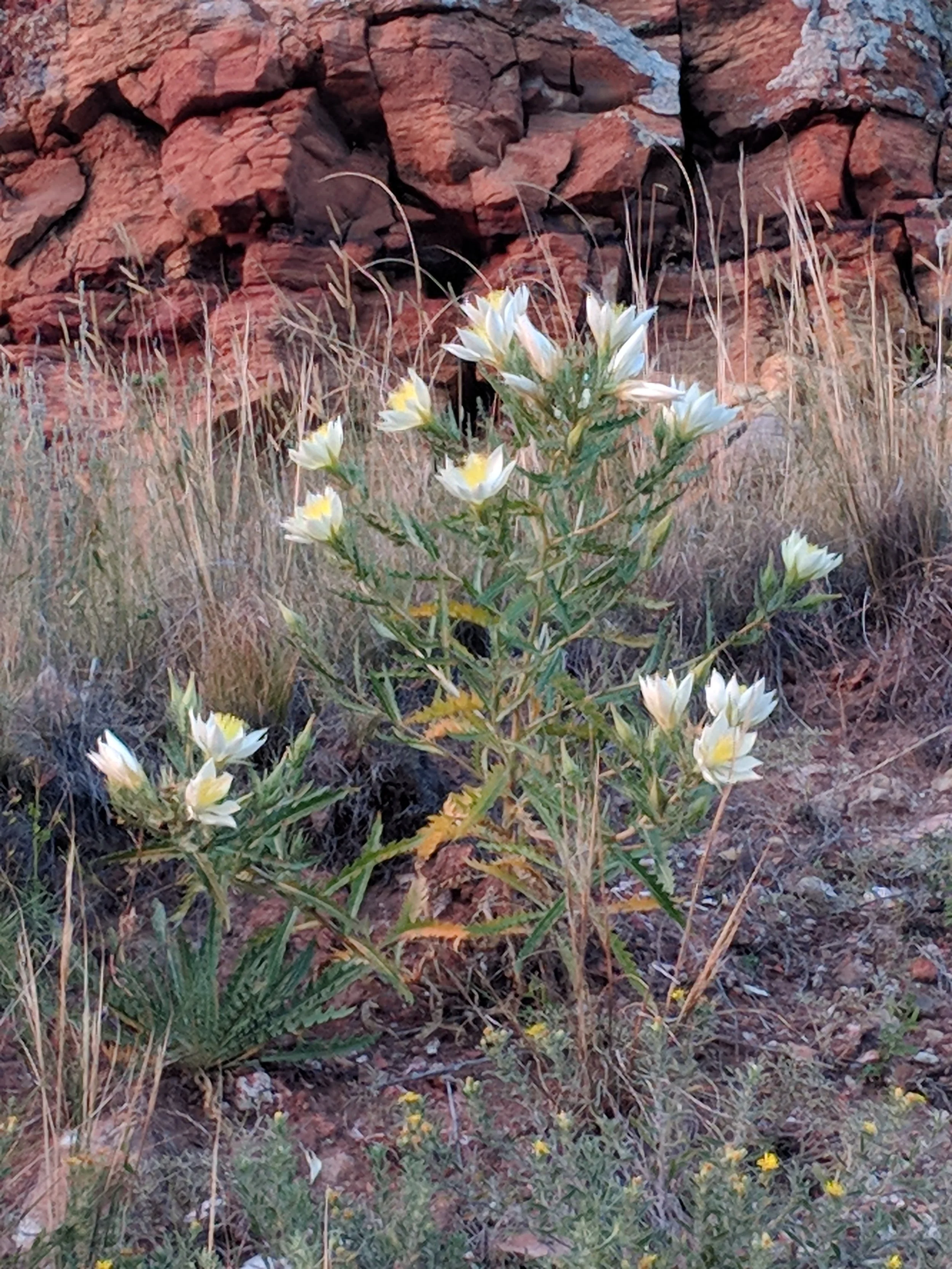 Scoria Lily TRNP July 2018 by Lillian Crook