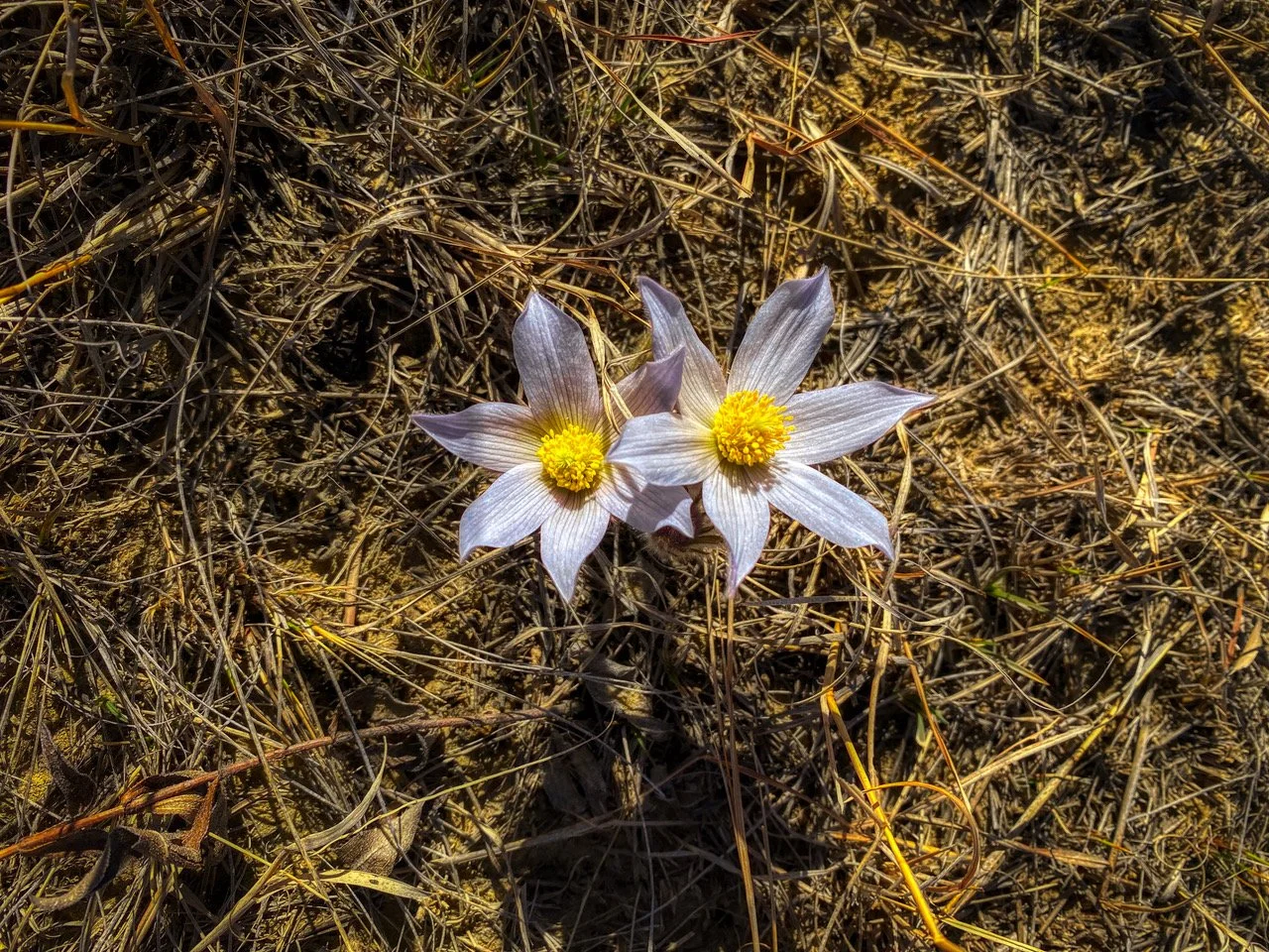 White Paper Announcement