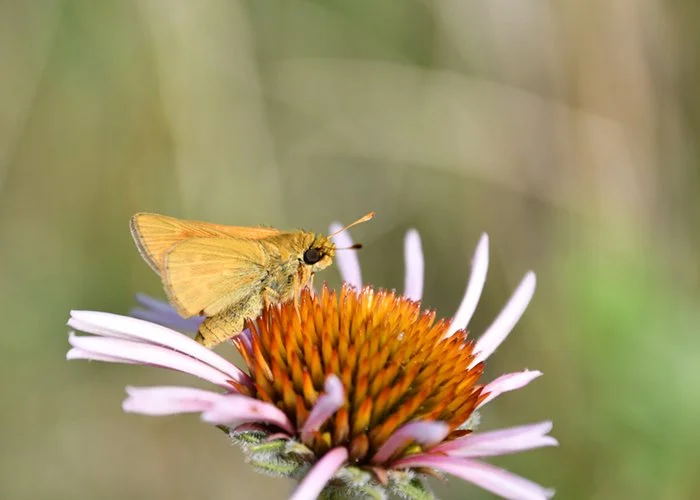 Action Alert: Endangered Species Act