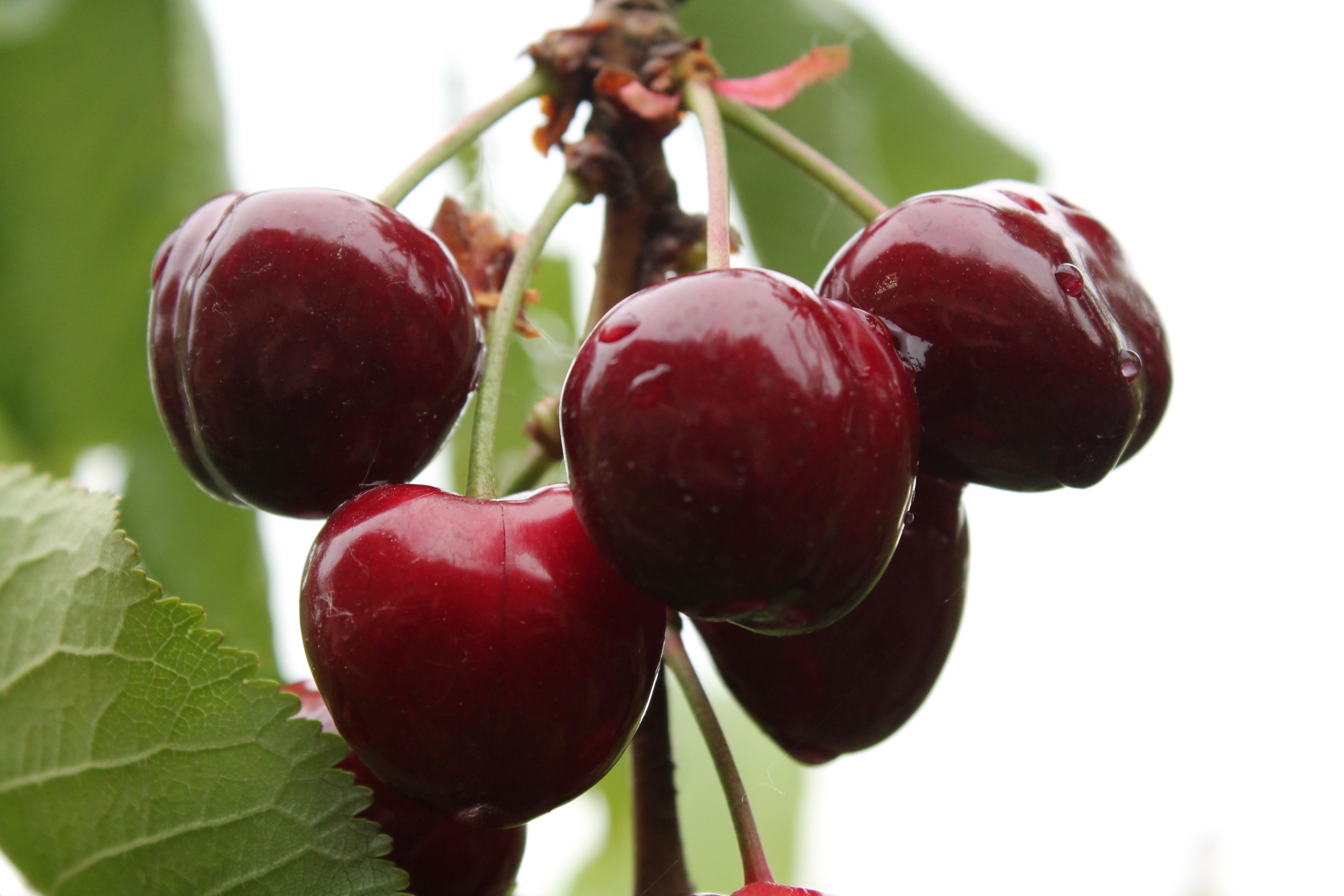cherries-wiki.jpeg