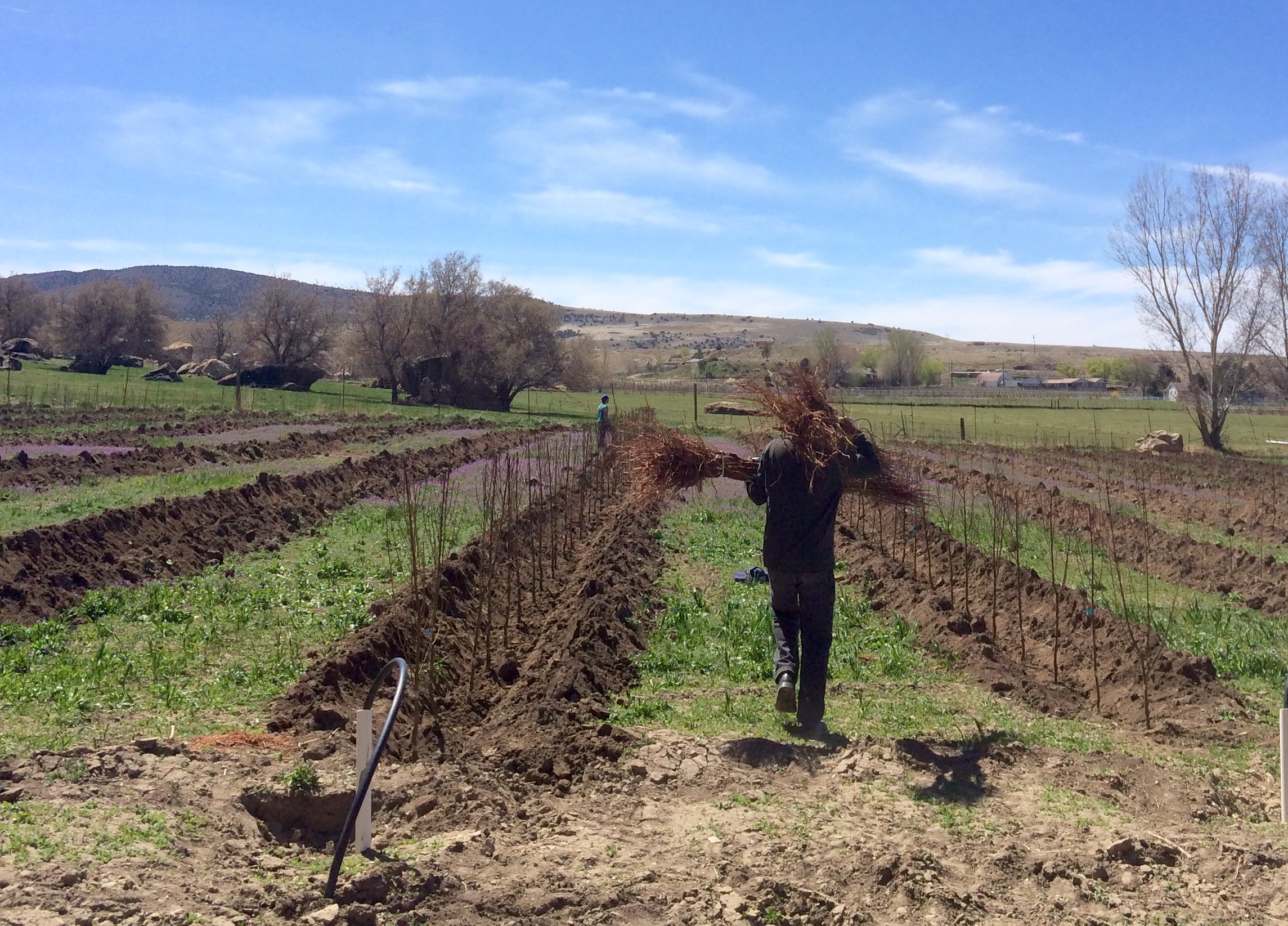 Planting A New Orchard