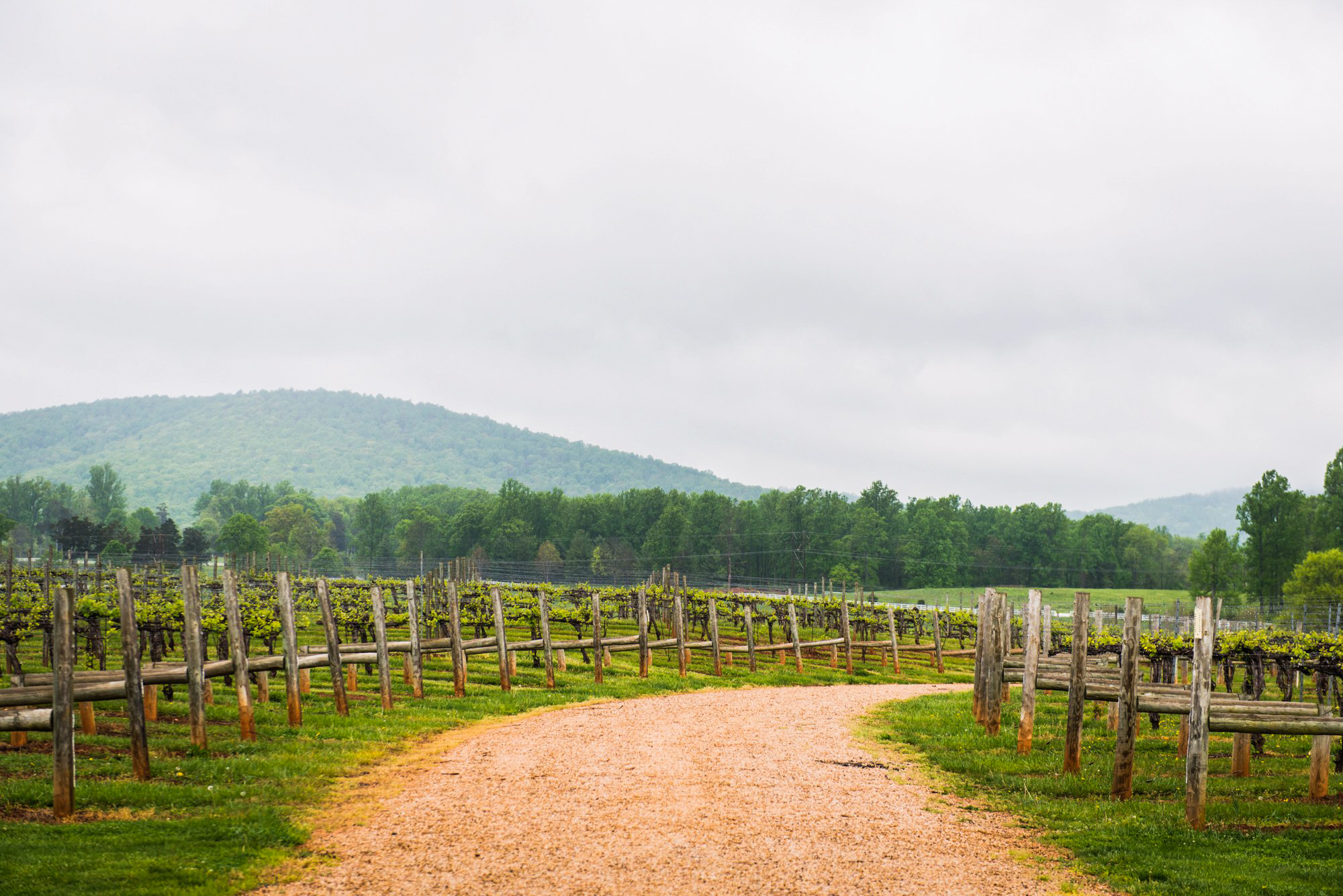 wedding-photography-88lovestories-vineyard_0021.jpg