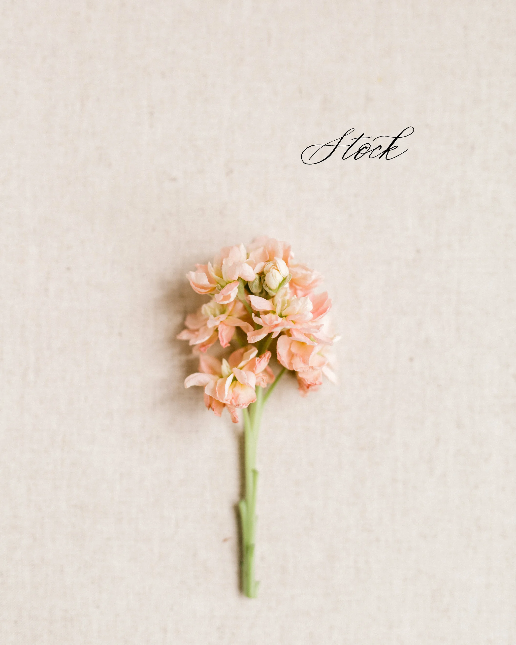 FlatLay033.jpg