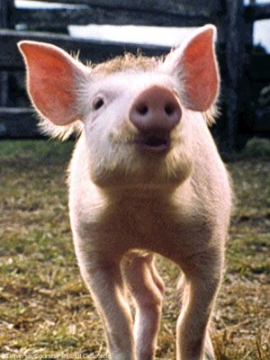 This film about "the little pig that could" is loved by families everywhere! Watch as a piglet named Babe becomes friends with other farm animals and masters the art of sheepherding. It's been researched that pets decrease loneliness and this film will have you feeling as though you are the farm owner!