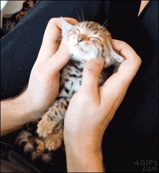giphy (7).gif