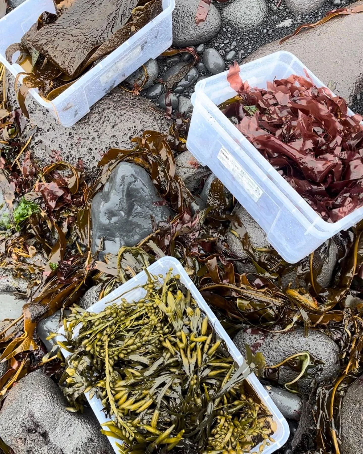 SLIPPURINN sta&eth;urinn okkar opnar &aacute; fimmtudaginn 4. Ma&iacute; &iacute; 12 skipti&eth;. 

&THORN;a&eth; fer gr&iacute;&eth;arlegur undirb&uacute;ningur &iacute; &thorn;a&eth; a&eth; opna sta&eth;inn &aacute; hverju &aacute;ri og &iacute; &a