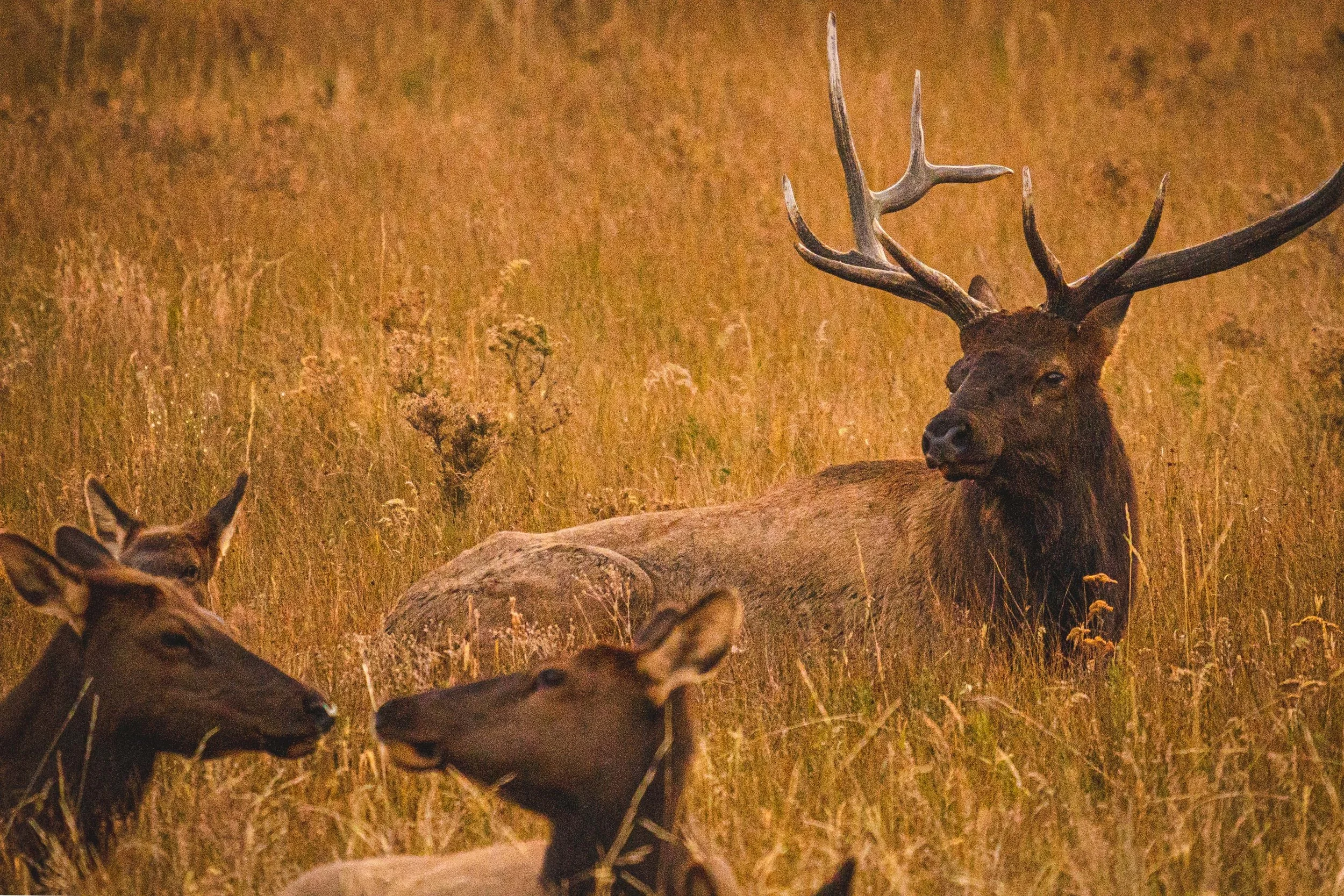 Elk Rut 2021-12.jpg