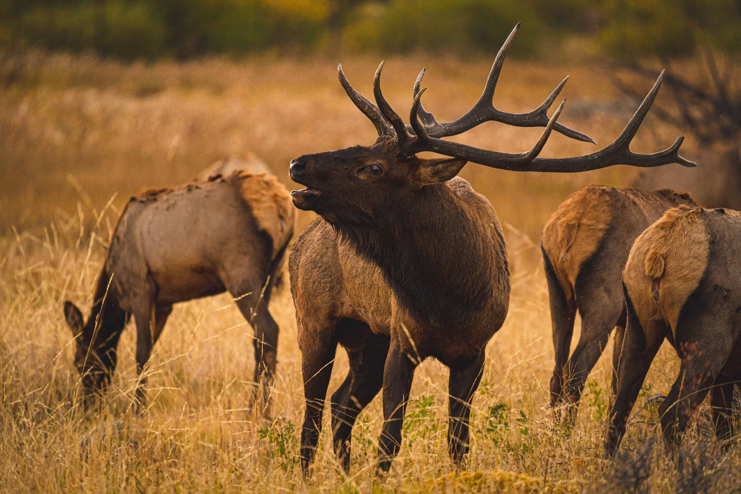 Elk Rut 2021-7.jpg