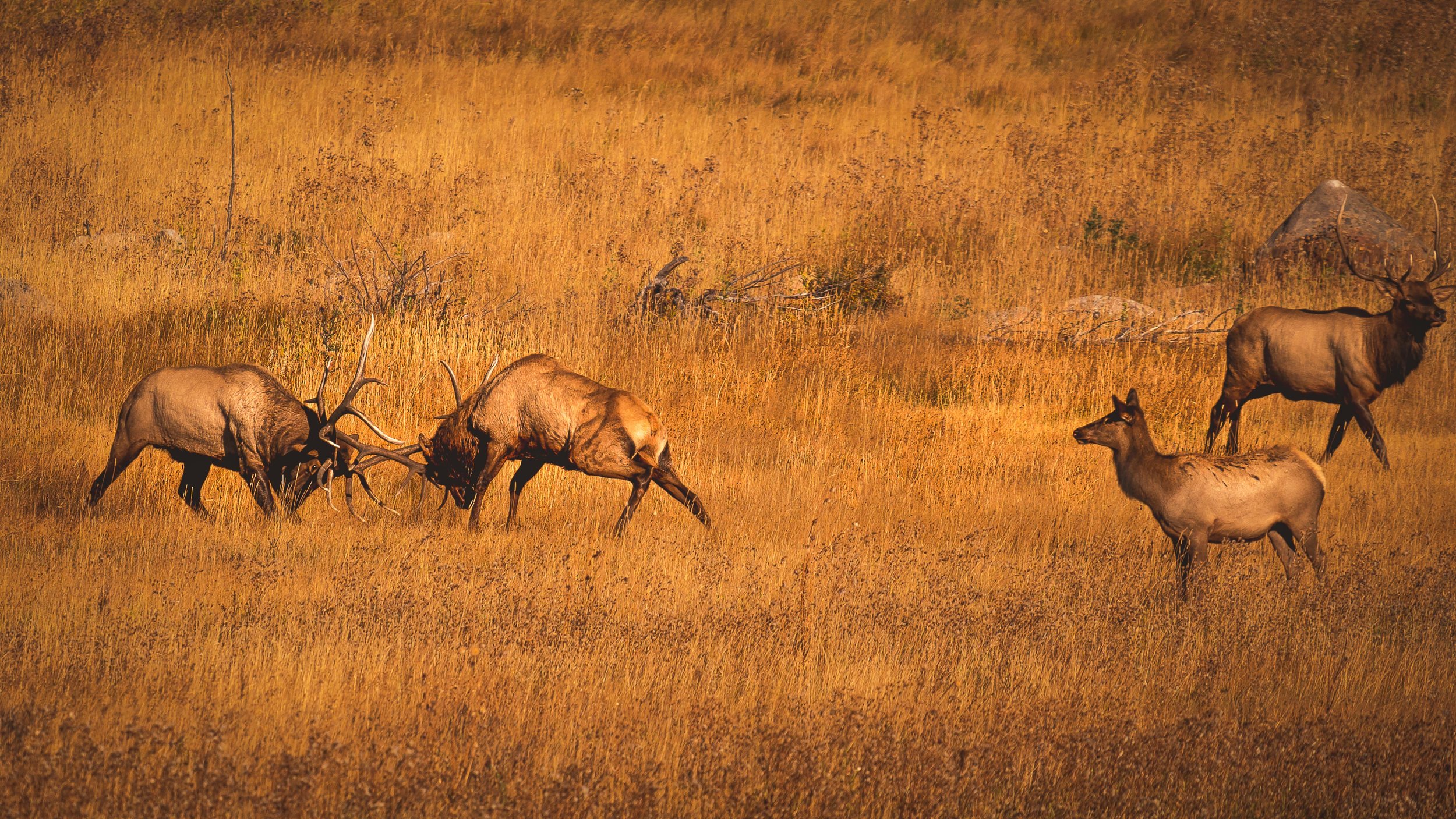 Elk Rut 2021-28.jpg