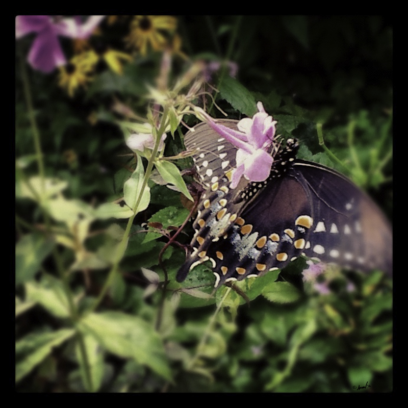 176 1020 Black Swallowtail 7.5.jpg