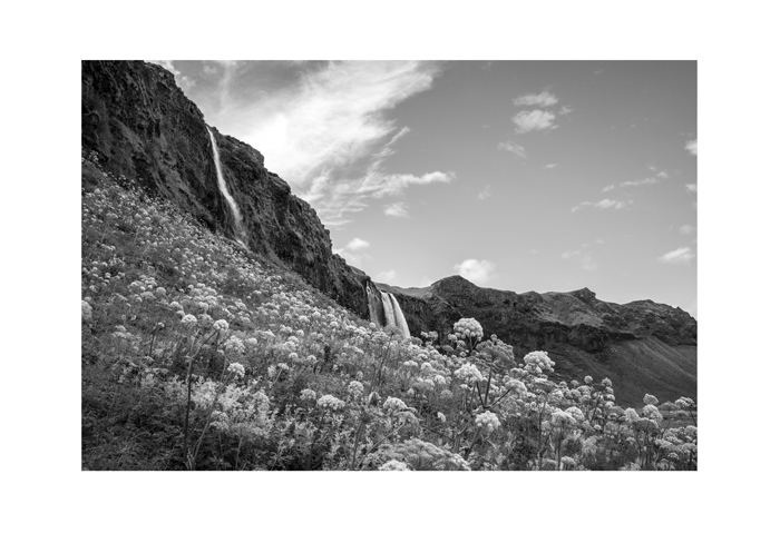 Iceland 19x13 print seljalandfoss hillside bloom.jpg