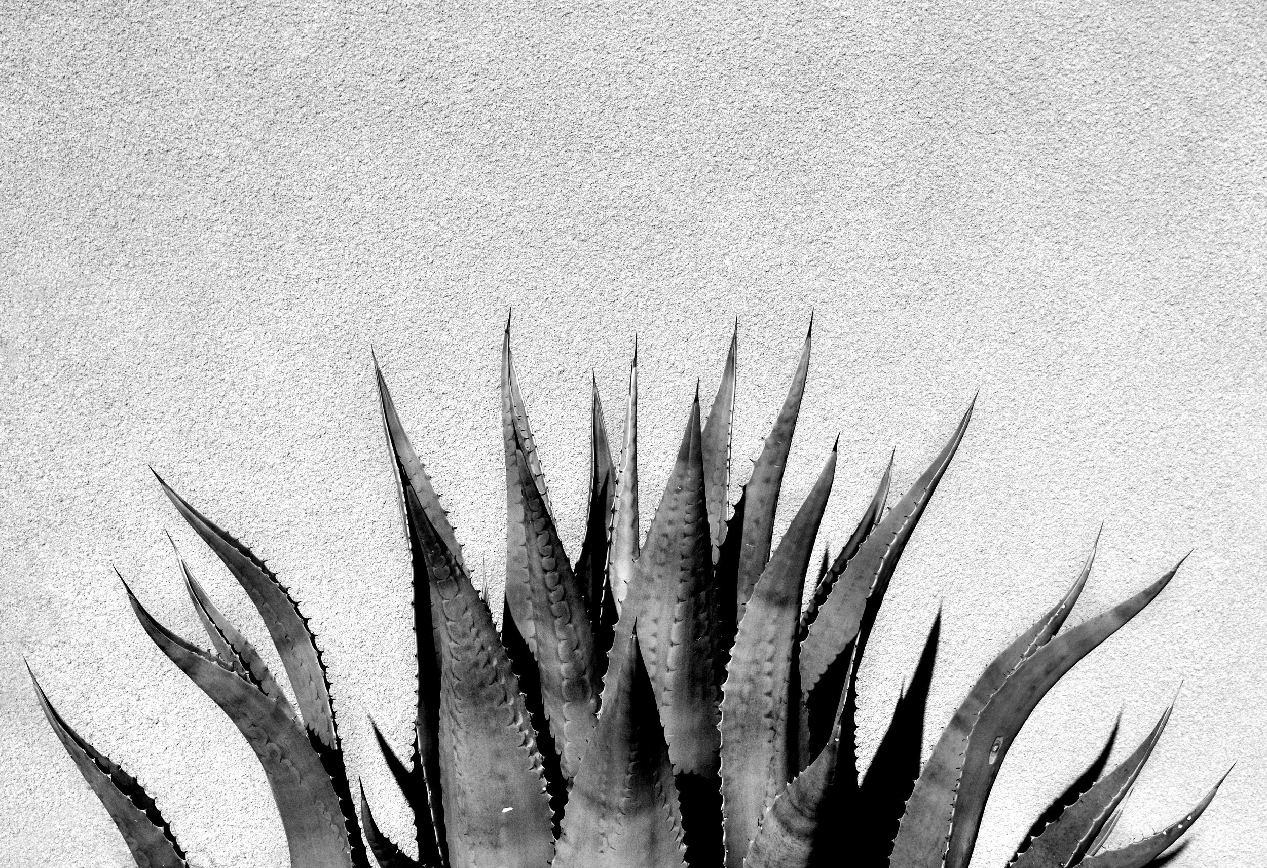 Summer-Big-Cactus.jpg