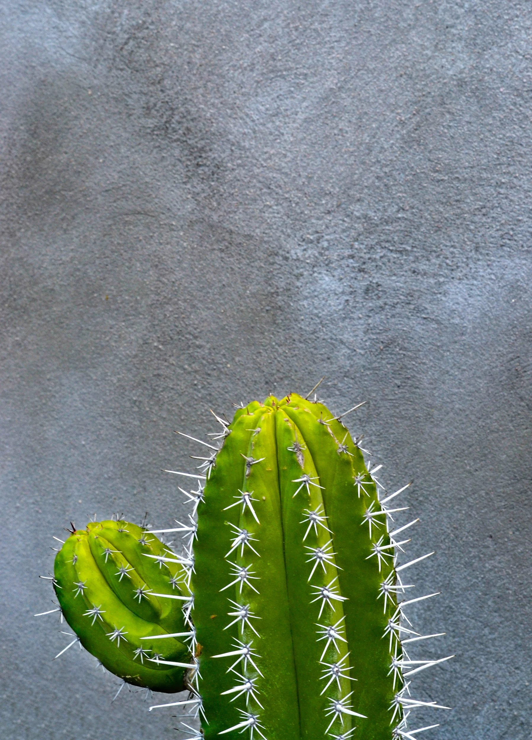 Summer-Cactus.jpg