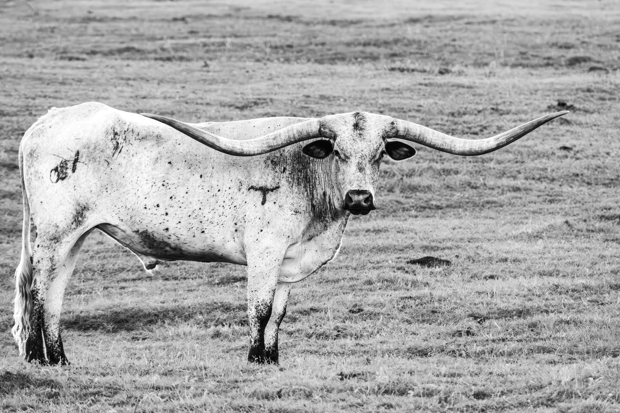 Longhorn at Ranch.jpg