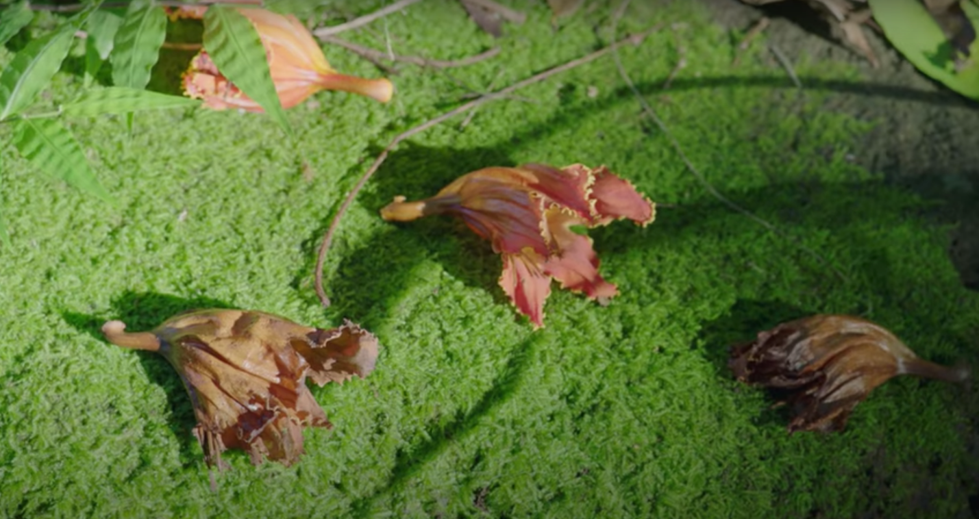 Screen Shot 2021-04-29 at 1.57.59 PM.png