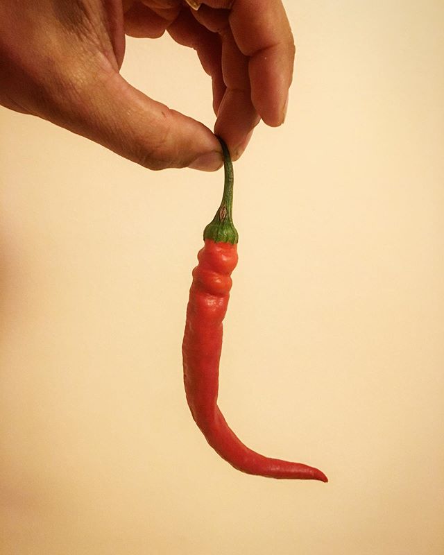 Enjoyed this beauty from @bumblerootorganicfarm in last weeks CSA. Pepper season is a couple weeks late this year, luckily we have nothing but time! πΆπ€π